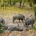 Wildschweine im Wildgehege Rappenwört (Foto: Hannes Blank)
