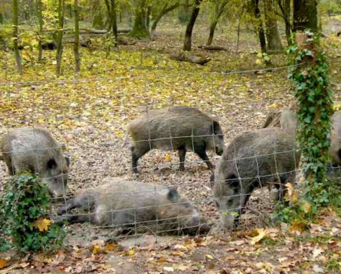 Wildschweine im Wildgehege Rappenwört (Foto: Hannes Blank)