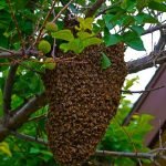 Symbolbild, Bienen, Honig, Bienenstock © GradeOne on Pixabay