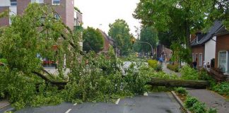 Symbolbild, Sturm, Baum, Sturmschaden, Straße © Jan Mallander on Pixabay