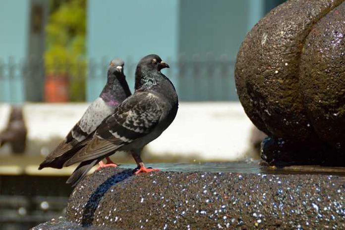 Symbolbild, Tiere, Tauben, Brunnen, Markplatz © Jose Conejo Saenz on Pixabay