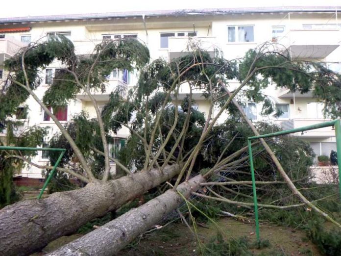 Umgestürzter Baum © Feuerwehr Darmstadt