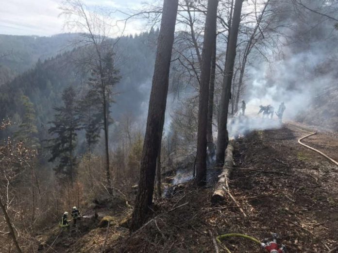 Waldbrand bei Helmbach (Foto: Feuerwehr Neustadt)