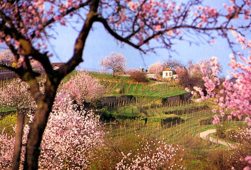 Mandelblüte in den Weinbergen von Gimmeldingen. (Foto: Rolf Schädler)