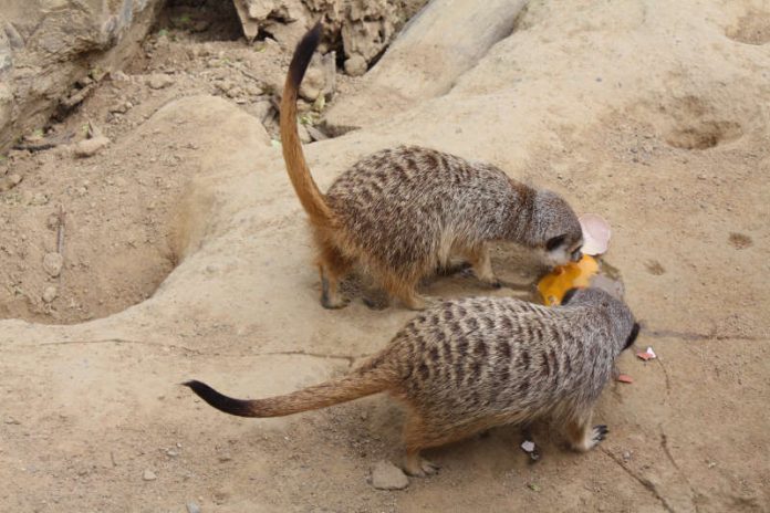 Erdmännchen (Foto: Zoo Frankfurt)