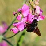 Blauschwarze Holzbiene Xylocopa violacea (rechts) und Platterbsen-Mörtelbiene Megachile ericetorum. (Foto: Franz Kehm)