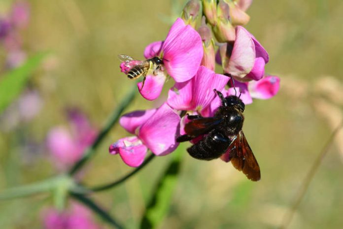 Blauschwarze Holzbiene Xylocopa violacea (rechts) und Platterbsen-Mörtelbiene Megachile ericetorum. (Foto: Franz Kehm) Blauschwarze Holzbiene Xylocopa violacea (rechts) und Platterbsen-Mörtelbiene Megachile ericetorum. (Foto: Franz Kehm)