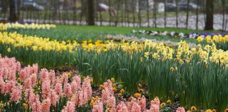 Kaiserslautern Gartenschau 2019 (Foto: Holger Knecht)