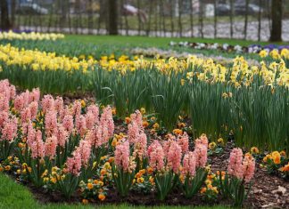 Kaiserslautern Gartenschau 2019 (Foto: Holger Knecht)