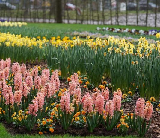 Kaiserslautern Gartenschau 2019 (Foto: Holger Knecht)