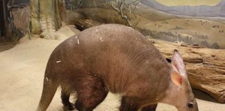 Erdferkel IRMO (Foto: Zoo Frankfurt)
