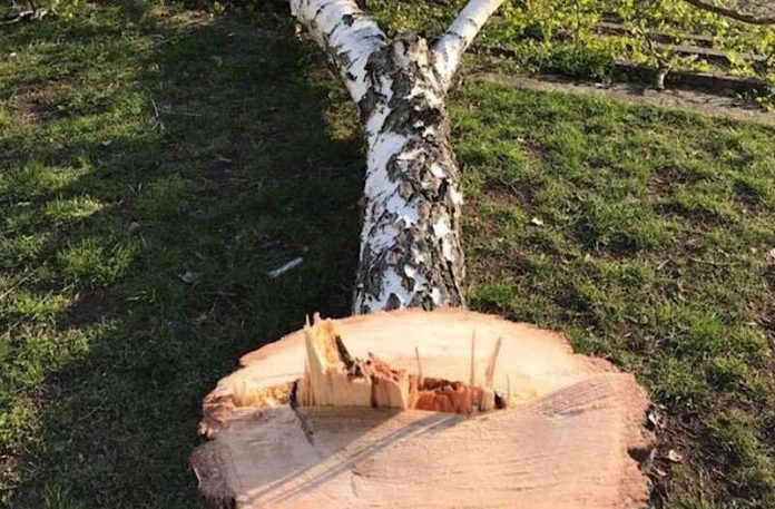 Birke auf Schulhof abgesägt (Foto: Polizei RLP)