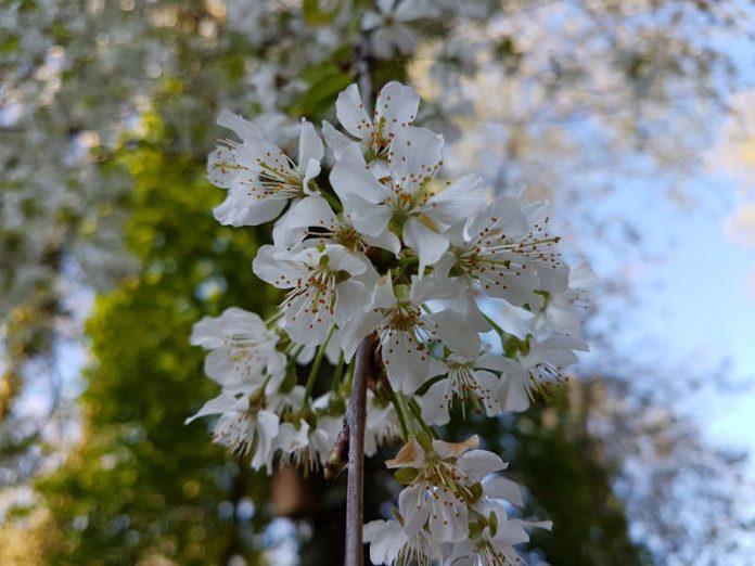 Kirschblüten (Foto: Pfalzmuseum für Naturkunde)