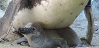 Die Brut der Humboldt-Pinguine funktioniert im geschützten Umfeld des Zoo Landau bestens, in der Natur sieht es für die Pinguine hingegen schlecht aus. (Foto: Zoo Landau)