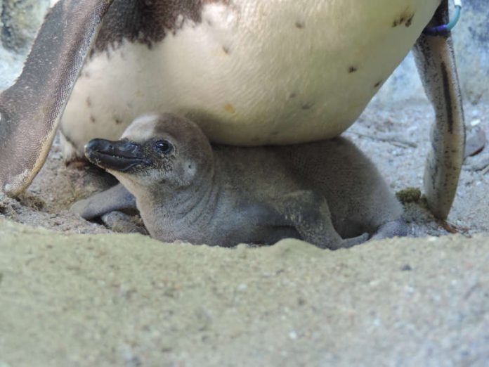 Die Brut der Humboldt-Pinguine funktioniert im geschützten Umfeld des Zoo Landau bestens, in der Natur sieht es für die Pinguine hingegen schlecht aus. (Foto: Zoo Landau)