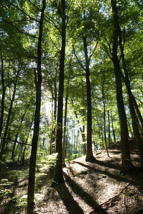 Wald Wald