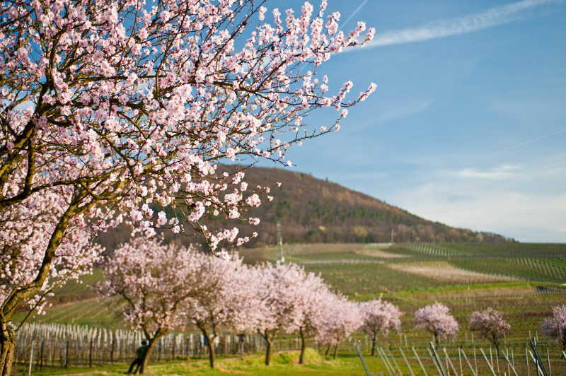 Mandelblüte (Foto: Dominik Ketz, Bildarchiv Südliche Weinstrasse e.V.)