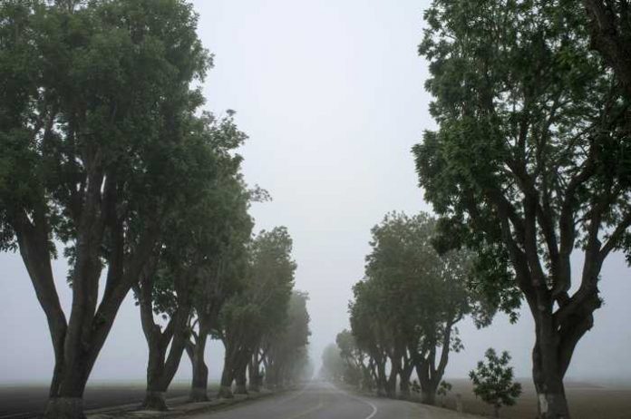 Symbolbild, Nebel, Allee, Bäume (pxhere)