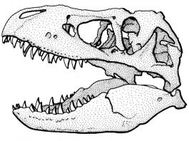 Wissenschaftliche Zeichnung eines Tyrannosaurus-Schädels – eines der vielen Motive, die zur Auswahl stehen. (Zeichnung: Frank Wieland)