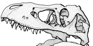 Wissenschaftliche Zeichnung eines Tyrannosaurus-Schädels – eines der vielen Motive, die zur Auswahl stehen. (Zeichnung: Frank Wieland)