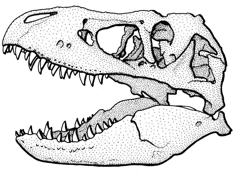 Wissenschaftliche Zeichnung eines Tyrannosaurus-Schädels – eines der vielen Motive, die zur Auswahl stehen. (Zeichnung: Frank Wieland)