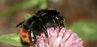 Steinhummel (Foto: NABU/Helge May)