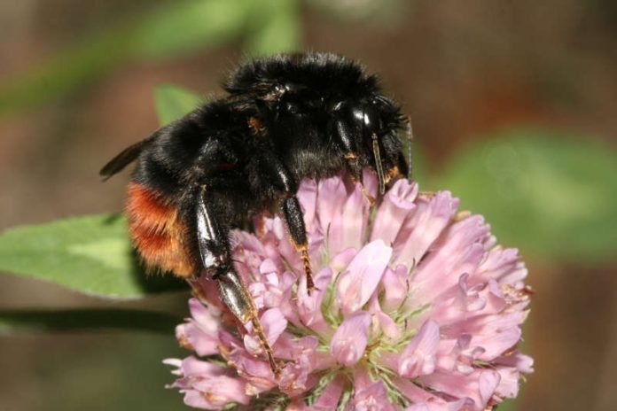 Steinhummel (Foto: NABU/Helge May)