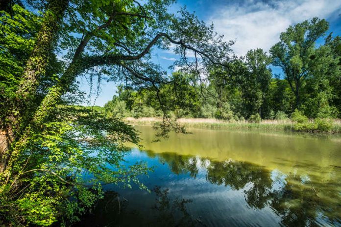 Hördter Rheinauen (Foto: Dominik Ketz)