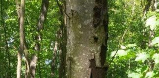 Erkrankter Baum im Haßlocher Wald - Rußrindenkrankheit (Foto: Gemeindeverwaltung Haßloch)