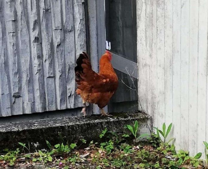 Huhn (Foto: Polizei RLP) Huhn (Foto: Polizei RLP)