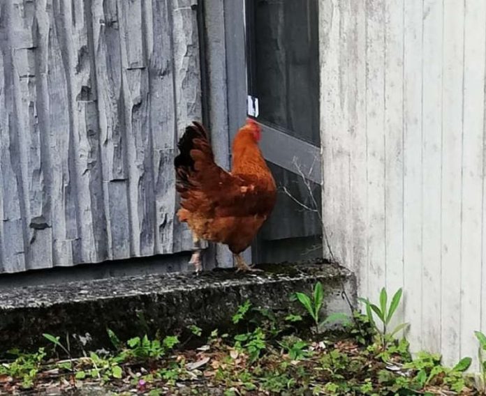 Huhn (Foto: Polizei RLP)