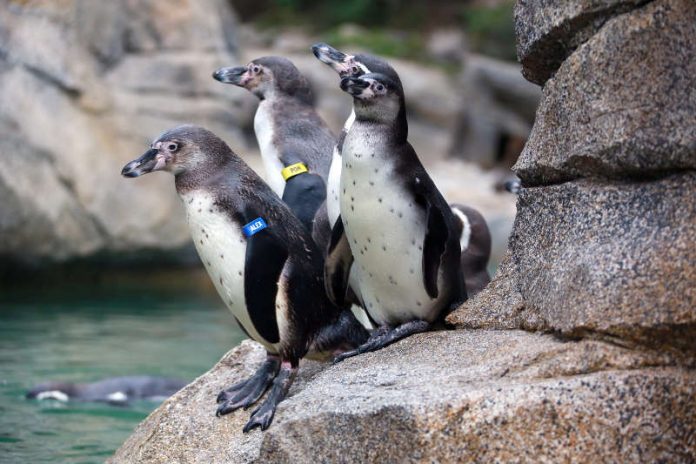 Humboldt-Pinguine im Zoo Frankfurt (Foto: Matthias Besant)