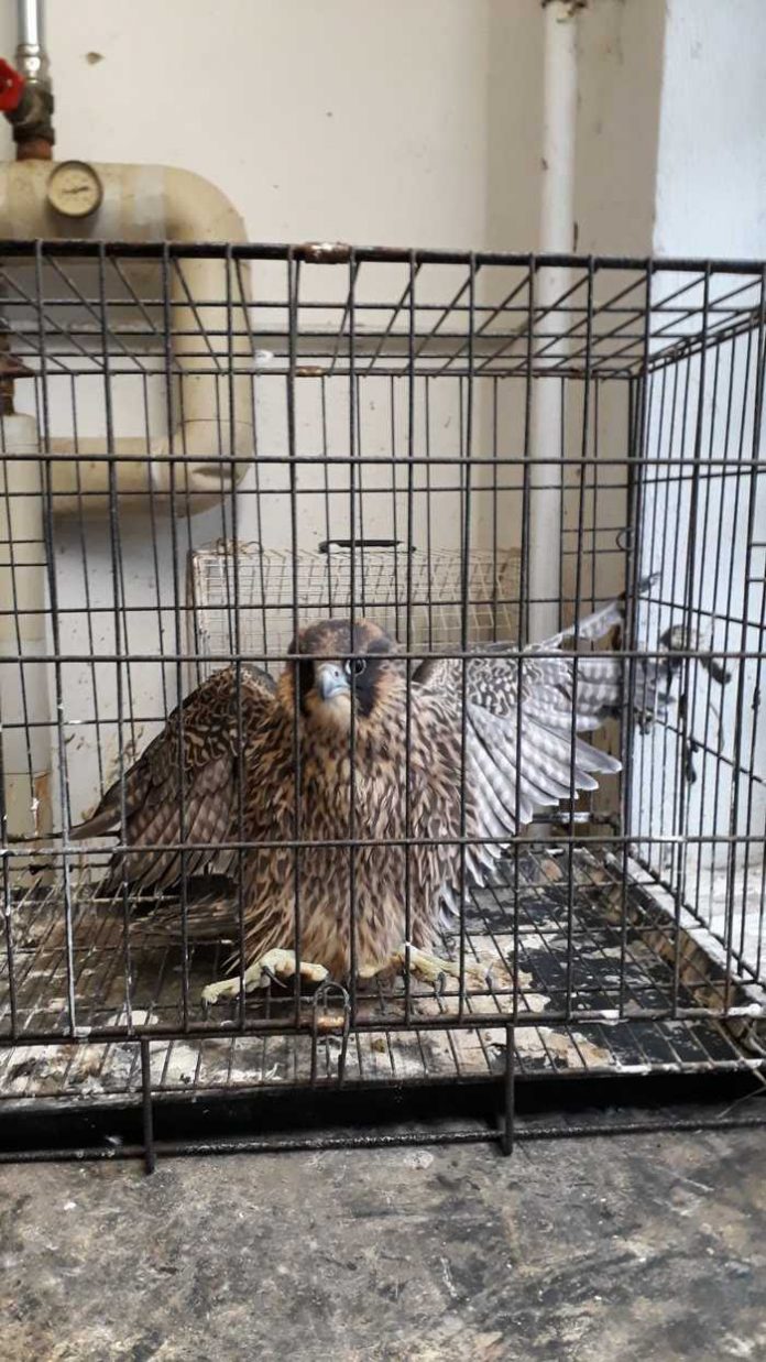 Falke rettet Wanderfalken in Innenstadt Kassel_Falke rettet Wanderfalken in Innenstadt