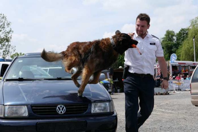 Roadshow: Rauschgifthund Derius bei der Arbeit Roadshow: Rauschgifthund Derius bei der Arbeit