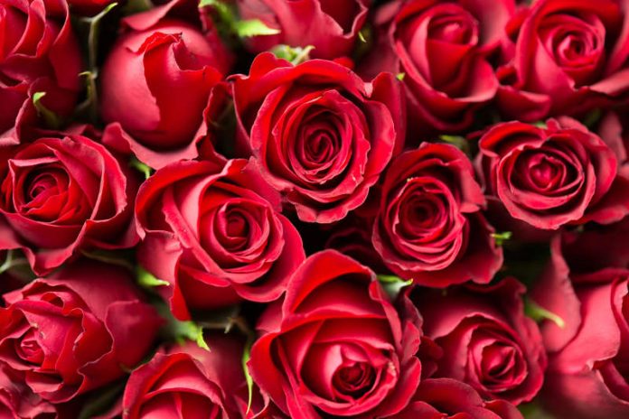 Symbolbild Rosen (Foto: Pixabay/Pexels) Symbolbild Rosen (Foto: Pixabay/Pexels)
