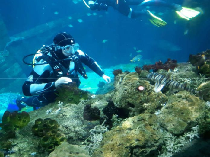 Taucher im Becken (Foto: SEA LIFE Speyer)