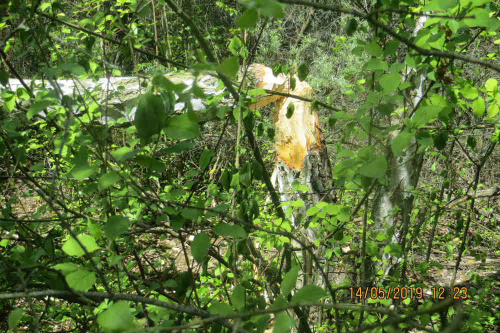 Vandalismus im Bereich Wildgrabental (Foto: Stadtverwaltung Mainz)