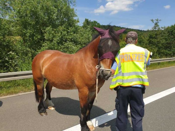 Ausgebüxte Pferde auf der A 44 im Landkreis Kassel