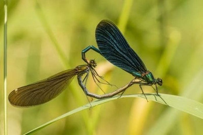 Blauflügel-Prachtlibelle (Foto: Landesforsten RLP/Jonathan Fieber)