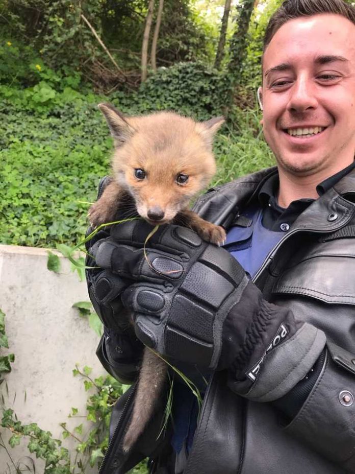 Das gerettete Fuchsbaby wurde in die Wildtierrettung nach Kaiserslautern gebracht