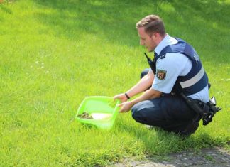 Die geretteten Entenküken wurden von Polizeikommissar Tobias Bill in einem mit Wasser angefüllten Behältnis zum Bachlauf gebracht.