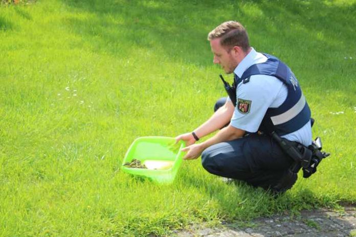 Die geretteten Entenküken wurden von Polizeikommissar Tobias Bill in einem mit Wasser angefüllten Behältnis zum Bachlauf gebracht. Die geretteten Entenküken wurden von Polizeikommissar Tobias Bill in einem mit Wasser angefüllten Behältnis zum Bachlauf gebracht.