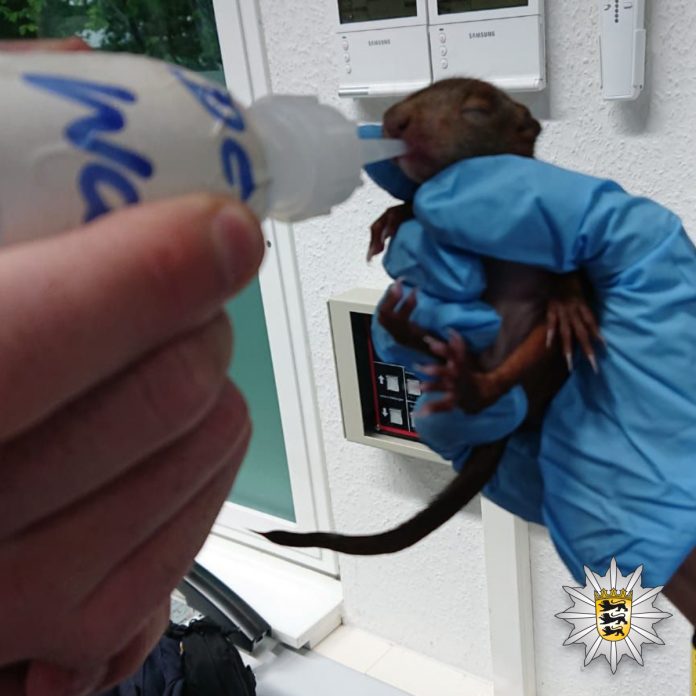 Eichhörnchenbaby füttern Eichhörnchenbaby füttern © Polizeipräsidium Karlsruhe