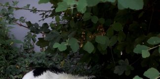 Hund aus Auto gerettet
