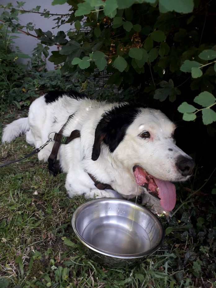 Hund aus Auto gerettet