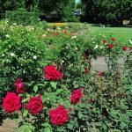 Rosengarten im Zoologischen Stadtgarten (Foto: Gartenbauamt Karlsruhe)