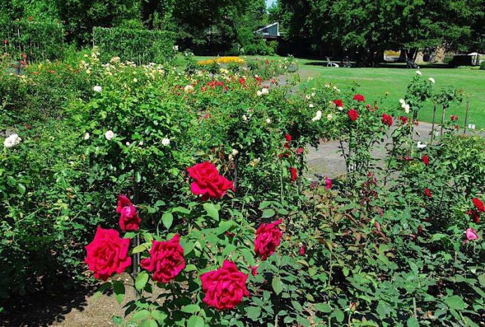 Rosengarten im Zoologischen Stadtgarten (Foto: Gartenbauamt Karlsruhe)