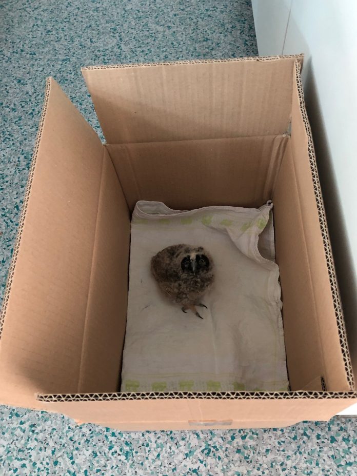 Junge Waldohreule gefunden Junge Waldohreule gefunden