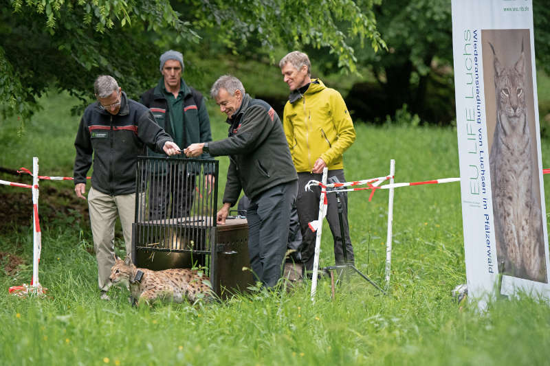 Herr Frank Ridderbusch und Herr Wolfgang Wambsganß von der Zentrale der Forstverwaltung entlassen Braňo in seine neue Heimat. (Foto: Annina Pruessing / SNU)