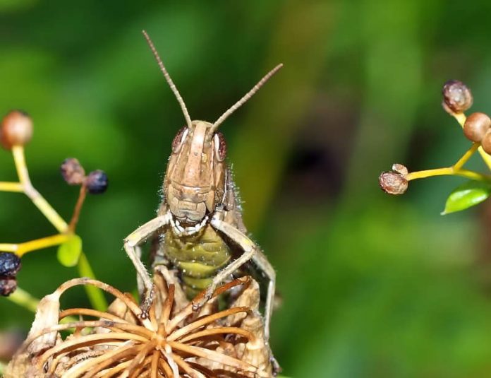 Symbolbild Grashüpfer (Foto: Pixabay)